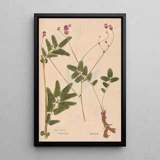 Christian Gottlieb Ludwig - Ectypa vegetabilium Pl094.webp