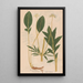Ectypa vegetabilium Pl098 - Christian Gottlieb Ludwig — gerahmtes Bild an der Wand