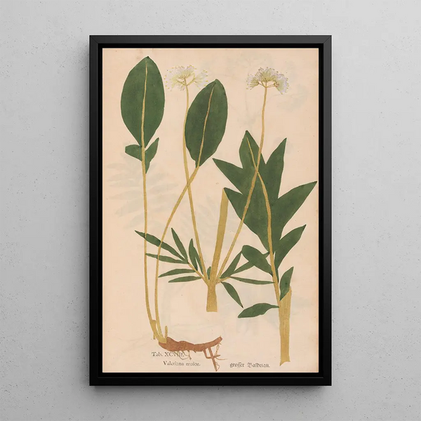 Ectypa vegetabilium Pl098 - Christian Gottlieb Ludwig — gerahmtes Bild an der Wand