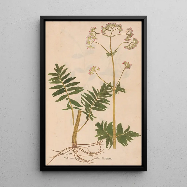 Reproduktion des Gemäldes Ectypa vegetabilium Pl099 - Christian Gottlieb Ludwig