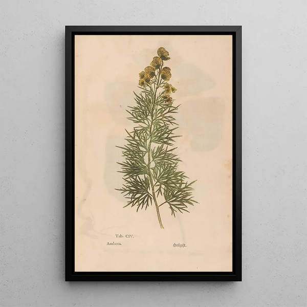 Ectypa vegetabilium Pl104 - Christian Gottlieb Ludwig — gerahmtes Bild an der Wand