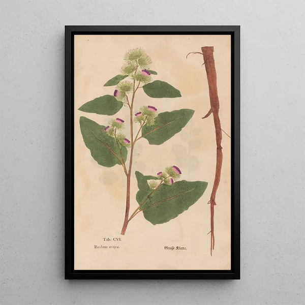 Ectypa vegetabilium Pl106 - Christian Gottlieb Ludwig — gerahmtes Bild an der Wand