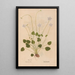 Ectypa vegetabilium Pl110 - Christian Gottlieb Ludwig — gerahmtes Bild an der Wand