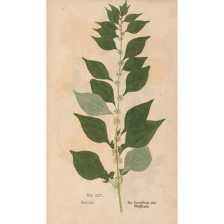 Christian Gottlieb Ludwig - Ectypa vegetabilium Pl115.webp