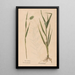 Ectypa vegetabilium Pl117 - Christian Gottlieb Ludwig — gerahmtes Bild an der Wand