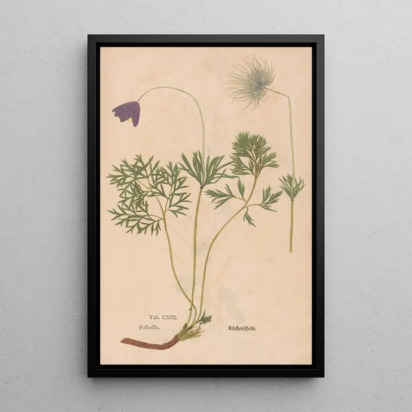 Ectypa vegetabilium Pl119 - Christian Gottlieb Ludwig — gerahmtes Bild an der Wand