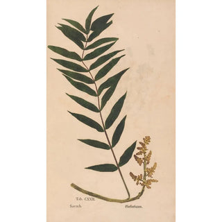 Christian Gottlieb Ludwig - Ectypa vegetabilium Pl122.webp