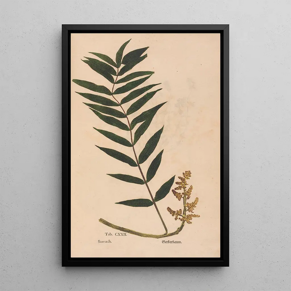 Ectypa vegetabilium Pl122 - Christian Gottlieb Ludwig — gerahmtes Bild an der Wand