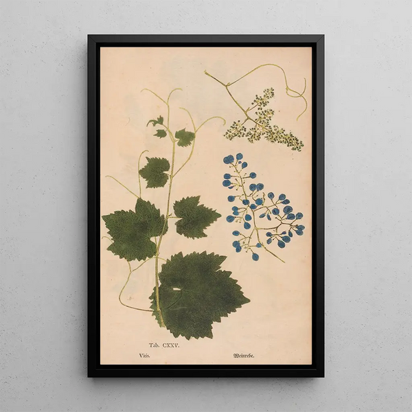 Ectypa vegetabilium Pl125 - Christian Gottlieb Ludwig — gerahmtes Bild an der Wand