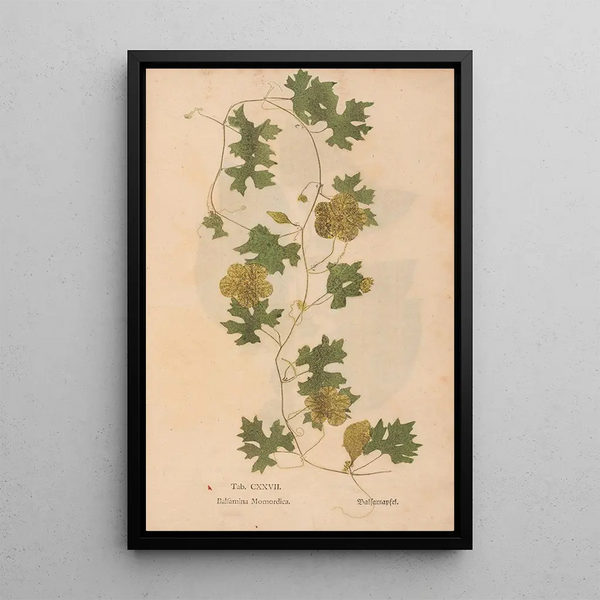 Ectypa vegetabilium Pl127 - Christian Gottlieb Ludwig — gerahmtes Bild an der Wand