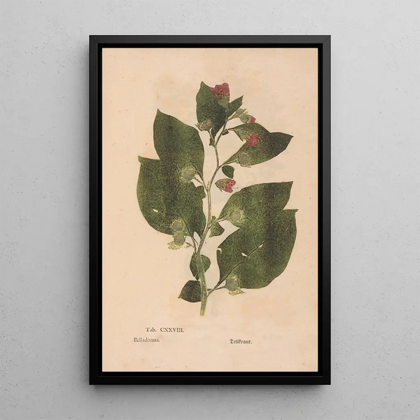 Reproduktion des Gemäldes Ectypa vegetabilium Pl128 - Christian Gottlieb Ludwig