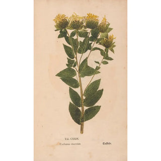 Christian Gottlieb Ludwig - Ectypa vegetabilium Pl129.webp