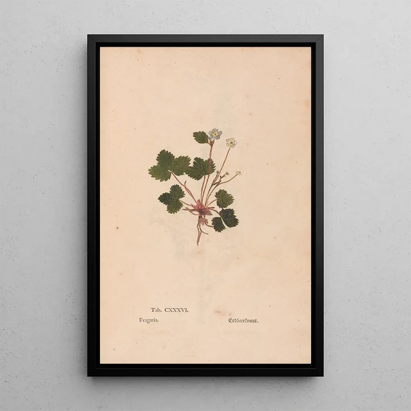 Ectypa vegetabilium Pl136 - Christian Gottlieb Ludwig — gerahmtes Bild an der Wand