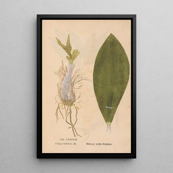 Ectypa vegetabilium Pl138 - Christian Gottlieb Ludwig — gerahmtes Bild an der Wand
