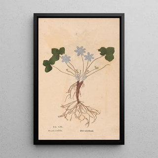 Christian Gottlieb Ludwig - Ectypa vegetabilium Pl140.webp