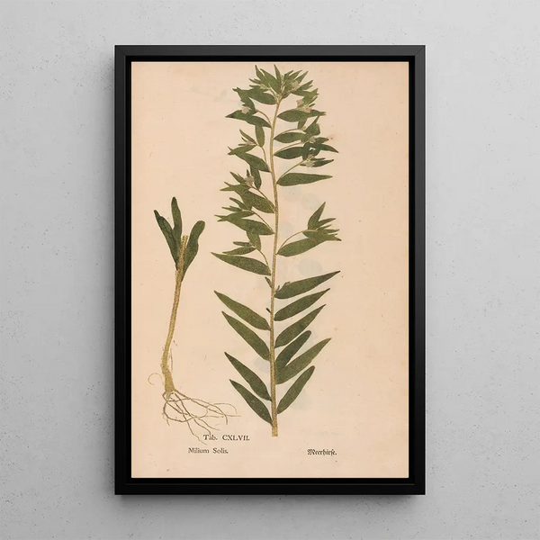 Ectypa vegetabilium Pl147 - Christian Gottlieb Ludwig — gerahmtes Bild an der Wand