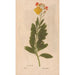 Reproduktion des Gemäldes Ectypa vegetabilium Pl157 - Christian Gottlieb Ludwig