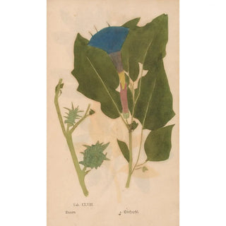 Christian Gottlieb Ludwig - Ectypa vegetabilium Pl158.webp