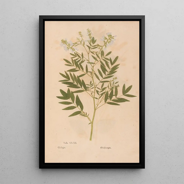 Ectypa vegetabilium Pl161 - Christian Gottlieb Ludwig — gerahmtes Bild an der Wand
