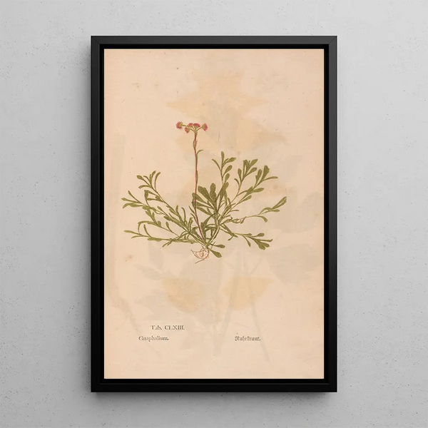 Ectypa vegetabilium Pl163 - Christian Gottlieb Ludwig — gerahmtes Bild an der Wand
