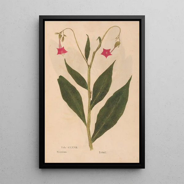 Reproduktion des Gemäldes Ectypa vegetabilium Pl167 - Christian Gottlieb Ludwig