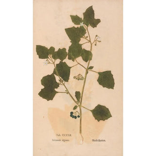 Christian Gottlieb Ludwig - Ectypa vegetabilium Pl172.webp