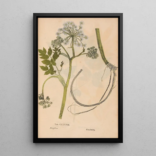 Christian Gottlieb Ludwig - Ectypa vegetabilium Pl178.webp