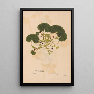 Christian Gottlieb Ludwig - Ectypa vegetabilium Pl182.webp