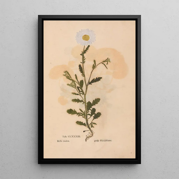 Ectypa vegetabilium Pl183 - Christian Gottlieb Ludwig — gerahmtes Bild an der Wand