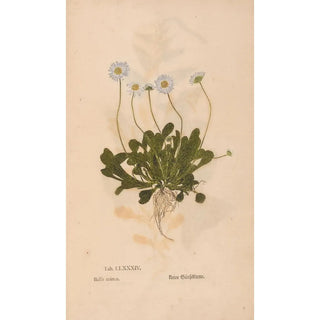 Christian Gottlieb Ludwig - Ectypa vegetabilium Pl184.webp