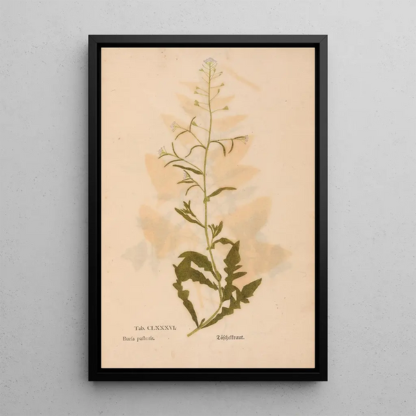 Ectypa vegetabilium Pl186 - Christian Gottlieb Ludwig — gerahmtes Bild an der Wand