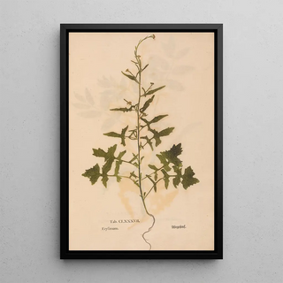 Christian Gottlieb Ludwig - Ectypa vegetabilium Pl187.webp