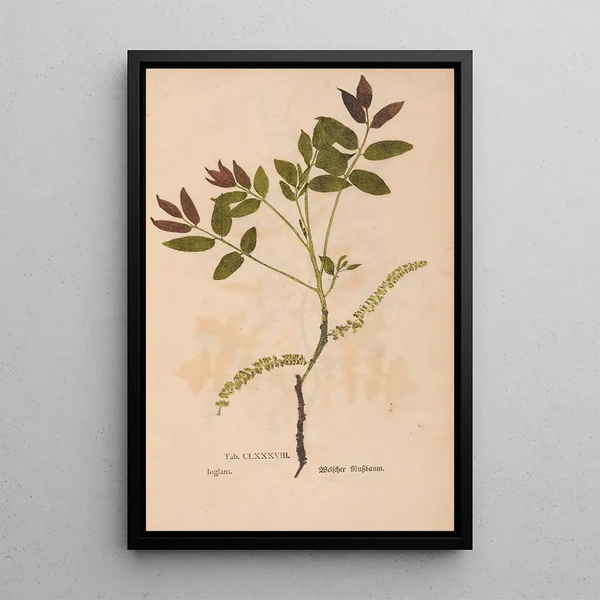 Ectypa vegetabilium Pl188 - Christian Gottlieb Ludwig — gerahmtes Bild an der Wand