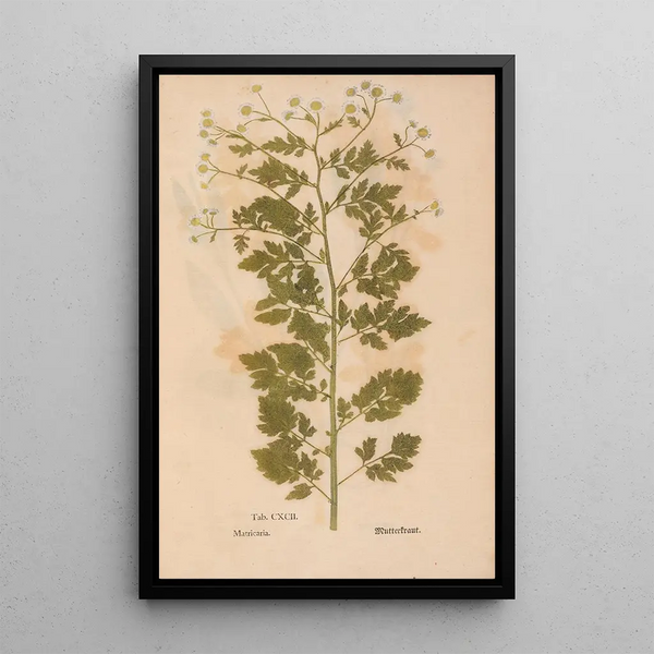 Ectypa vegetabilium Pl192 - Christian Gottlieb Ludwig — gerahmtes Bild an der Wand