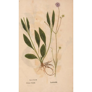 Christian Gottlieb Ludwig - Ectypa vegetabilium Pl193.webp