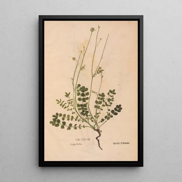 Ectypa vegetabilium Pl197 - Christian Gottlieb Ludwig — gerahmtes Bild an der Wand