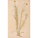 Reproduktion des Gemäldes Ectypa vegetabilium Pl198 - Christian Gottlieb Ludwig