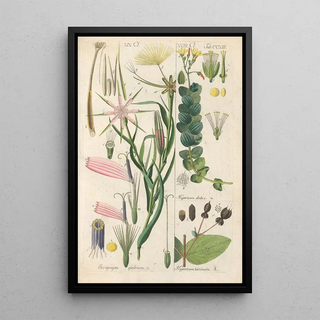 Christian Schkuhr - Botanisches Handbuch Pl01.webp
