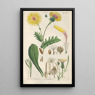 Christian Schkuhr - Botanisches Handbuch Pl03.webp