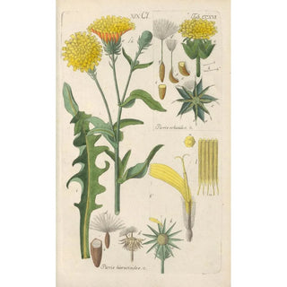 Christian Schkuhr - Botanisches Handbuch Pl04.webp
