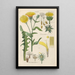 Manuel botanique Pl04 - Christian Schkuhr — gerahmtes Bild an der Wand