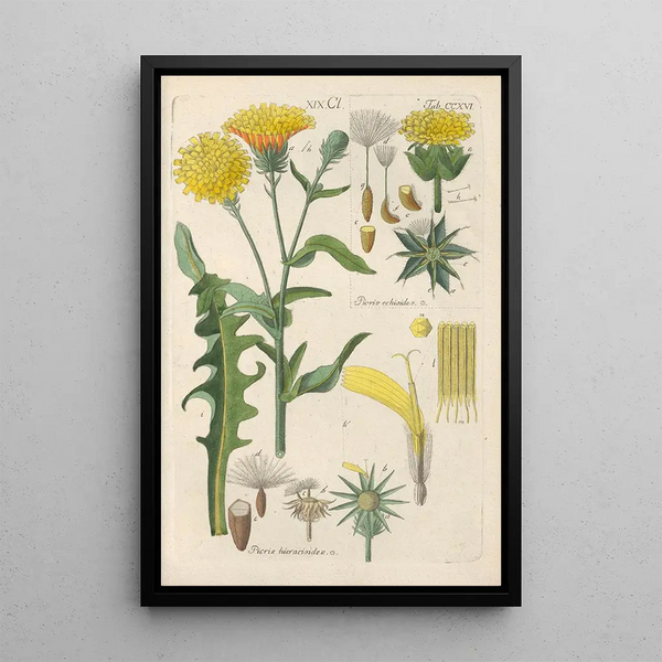 Manuel botanique Pl04 - Christian Schkuhr — gerahmtes Bild an der Wand