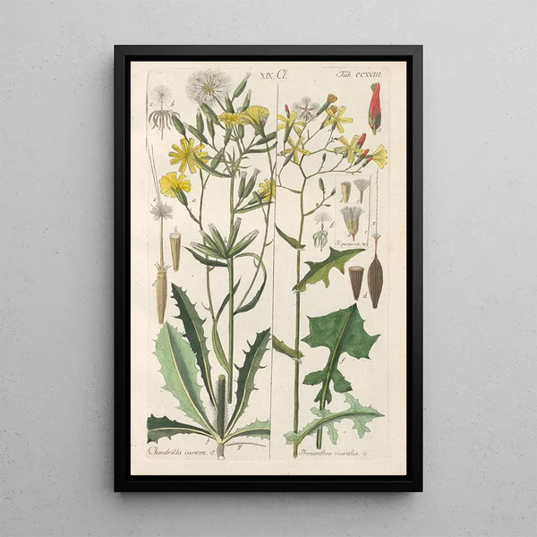 Manuel botanique Pl06 - Christian Schkuhr — gerahmtes Bild an der Wand