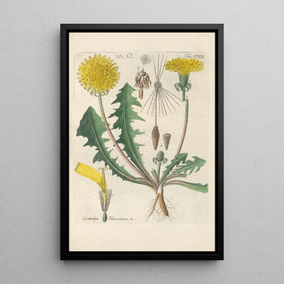 Christian Schkuhr - Botanisches Handbuch Pl07.webp