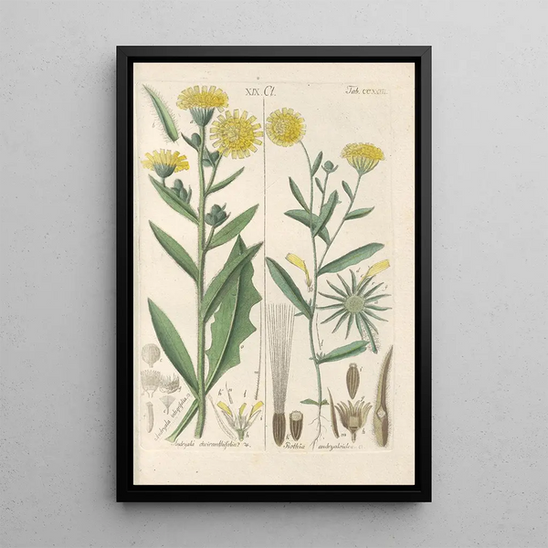 Reproduktion des Gemäldes Manuel botanique Pl11 - Christian Schkuhr