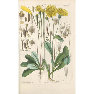 Christian Schkuhr - Botanisches Handbuch Pl12.webp