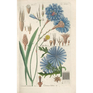 Christian Schkuhr - Botanisches Handbuch Pl14.webp