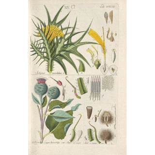 Christian Schkuhr - Botanisches Handbuch Pl15.webp