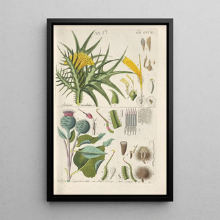Christian Schkuhr - Botanisches Handbuch Pl15.webp