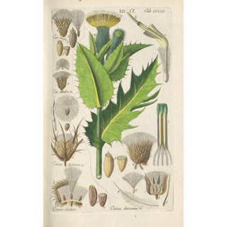 Christian Schkuhr - Botanisches Handbuch Pl17.webp